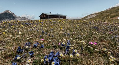 Eine Blumenwiese am Berg mit der Blaserhütte im Hintergrund | © Anton Silberberger