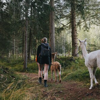 geführte Alpakawanderung durch den Wald | © Tourismusverband Wipptal | Johannes Bitter