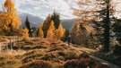 Eine Frau wandert auf einem Pfad durch einen herbstlich verfärbten Almboden  | © TVB Wipptal | Johannes Bitter