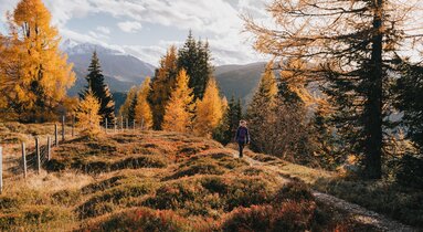 Eine Frau wandert auf einem Pfad durch einen herbstlich verfärbten Almboden  | © TVB Wipptal | Johannes Bitter