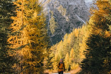 Die Lärchwiesen in Obernberg sind vor allem im Herbst ein Genuss, wenn die Bäume in Gold erstrahlen. | © TVB Wipptal | Johannes Bitter