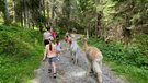 Wanderung durch die schönen Wälder des Gschnitztales | © Daniela Achmüller