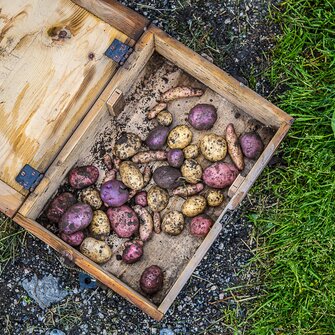 Eine Holzkiste voller Erdäpfel von oben fotografiert, steht im Gras | © Kreativstadl