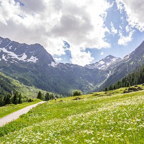 Fahrweg zwischen blühenden Wiesen und Bergen im Hintergrund | © TVB Wipptal | Judith Hammer